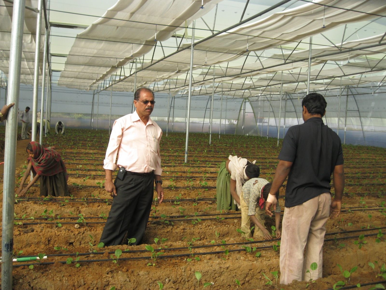 Greenhouse Project 39